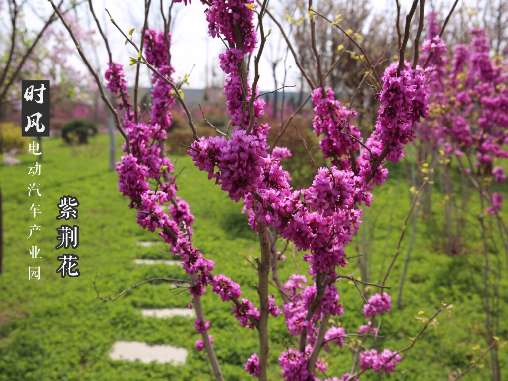 時風(fēng)電動產(chǎn)業(yè)園紫荊花